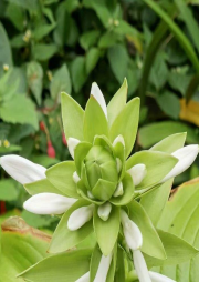 菜根譚